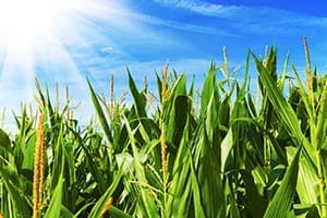 Forage Crop Insurance