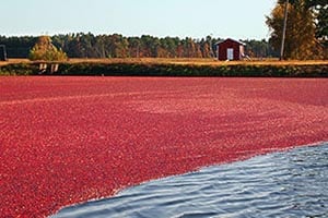 Perennial Crop Insurance