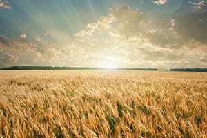 Wheat Crop Insurance